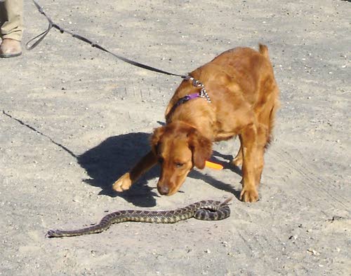 Snake-aversion training for dogs can be done humanely and ...