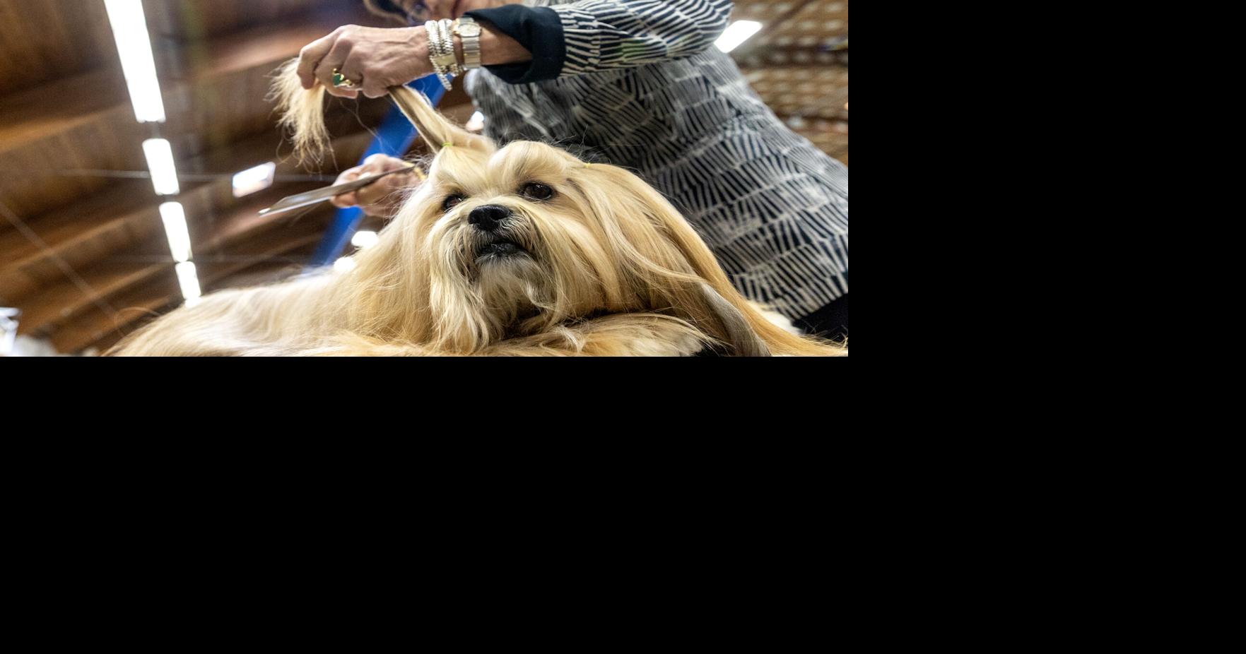 can a lhasa apso live in nigeria