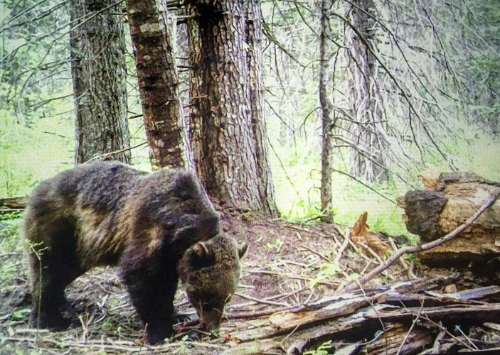 Common ground on grizzly recovery?