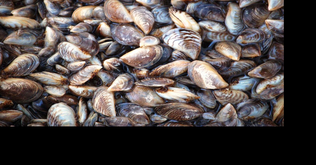 Washington is on guard against a pesky mussel found in Idaho last year | Local and regional news | Lewiston Tribune