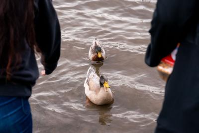 Duck Domination. 