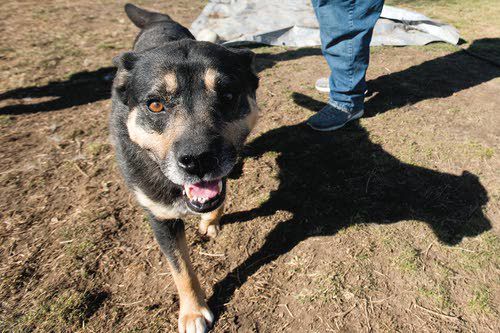 Community Saves Canine Family Northwest Lmtribune Com