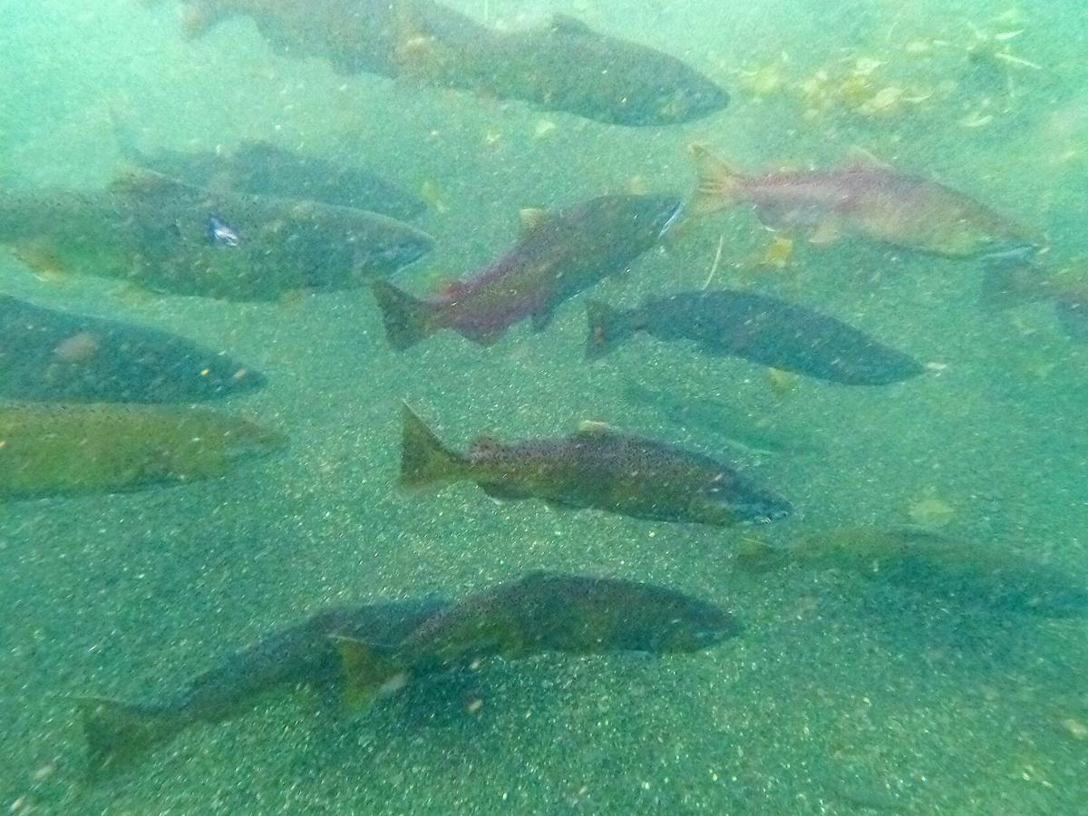 When dams fell, salmon returned