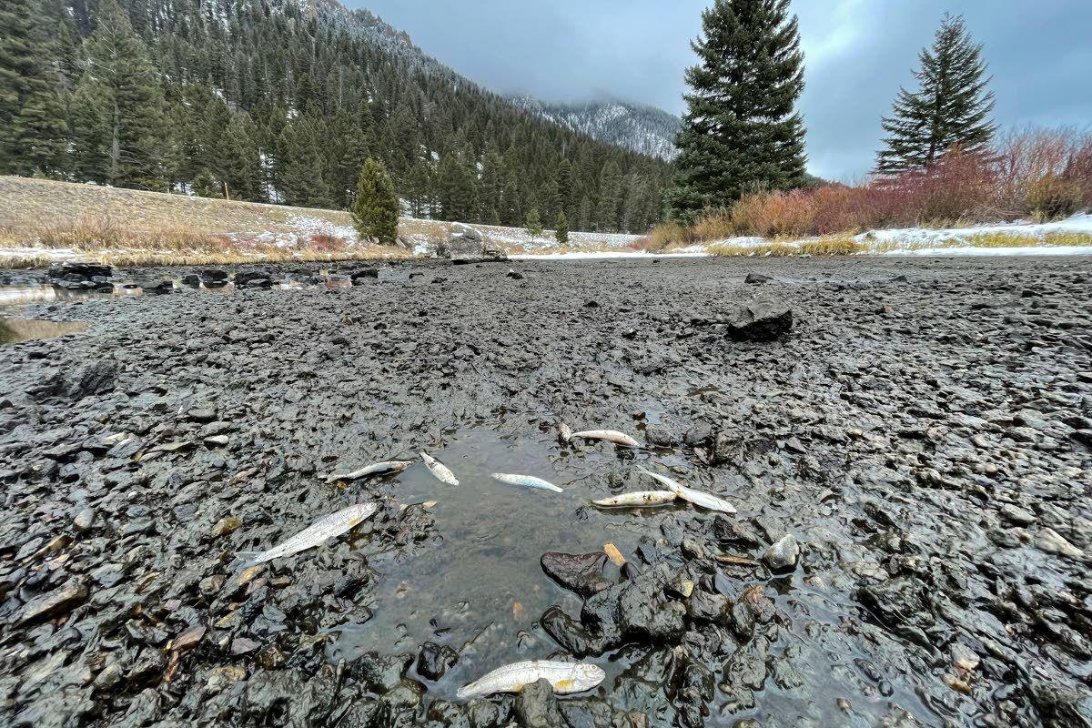 Workers repair failed gate that stranded trout in Montana’s Madison River