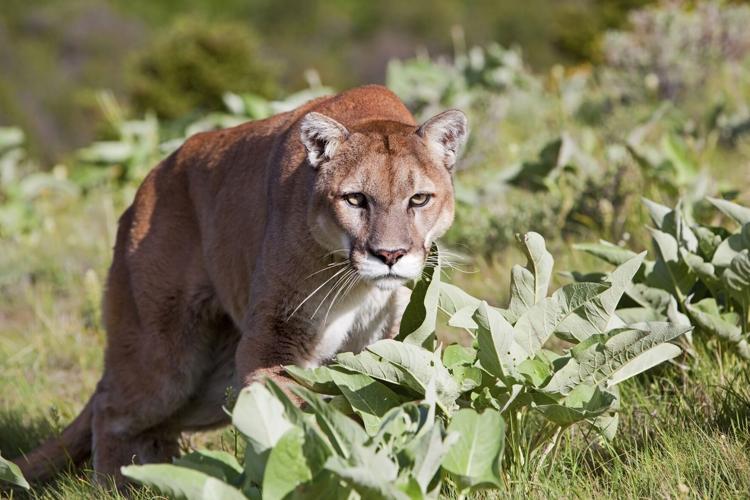 Cougars Continue Road Trip With Weekend Series at Utah