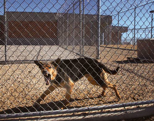 Working like a dog, Local and regional news, Lewiston Tribune