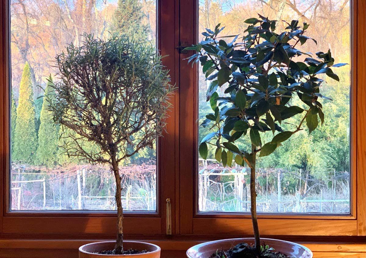 Most herbs don’t thrive on winter windowsills, but two do