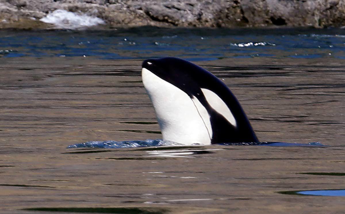 New effort will analyze genes of endangered Northwest orcas Northwest