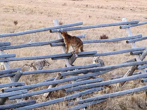 More New Jersey Mountain Lion Witnesses Come Forward