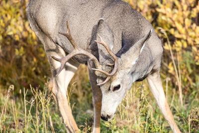 Frightening facts about chronic wasting disease