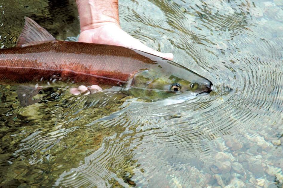 Research: Sockeye are in hot water | Outdoors - Lewiston Morning Tribune