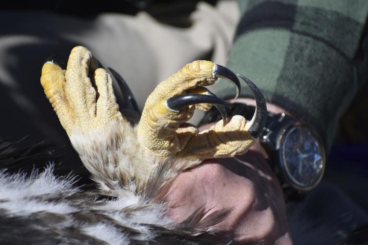 Wind energy boom hurts golden eagles