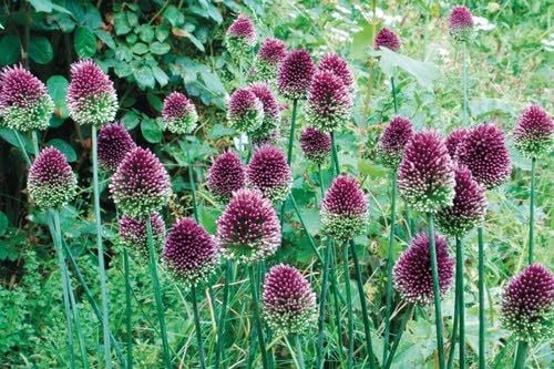 Allium spaerocephalon - Colorblends.com