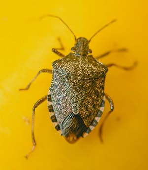 Japanese beetles could spread across Washington in 20 years, WSU Insider