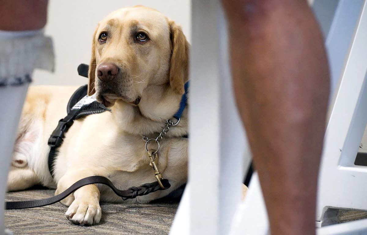 united airlines pet in cabin