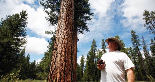 Bob St.Pierre on X: PINE CONE PONDERING Tonight's dog run left me  considering the variety of ways plants spread their seed. From pine cones  to maple helicopters to oak acorns to milkweed