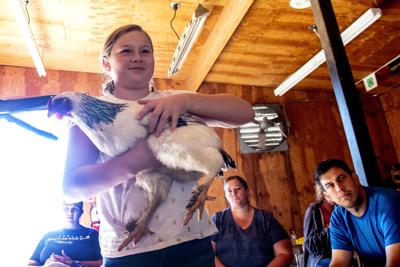 Poultry exhibitors restricted at county fairs