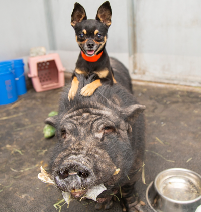timon and pumbaa