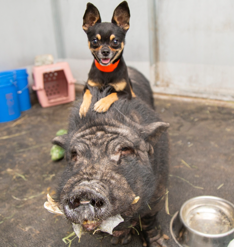 timon and pumbaa