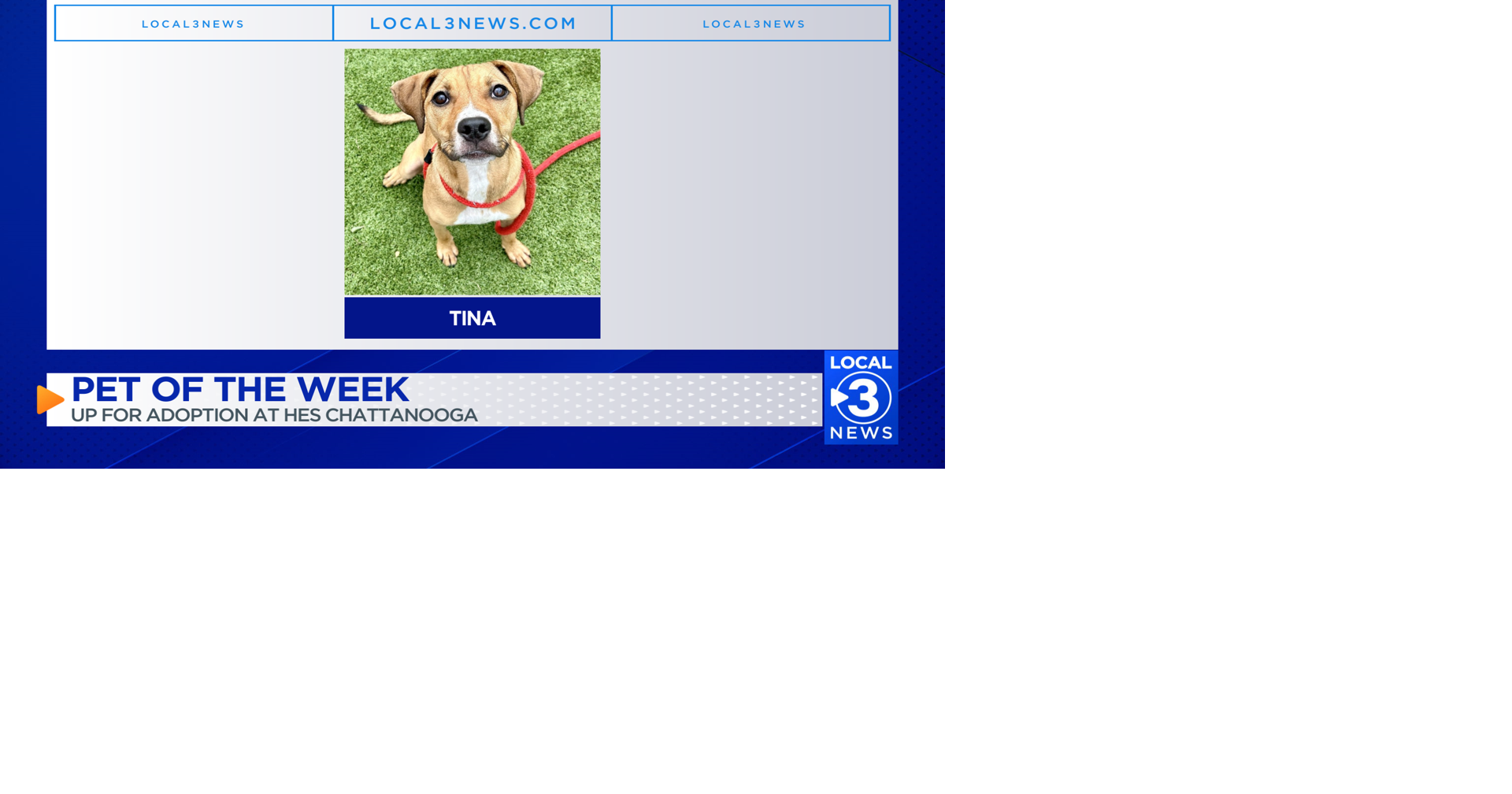 Tina the dog up for adoption at Humane Educational Society of Chattanooga