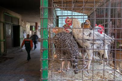 Why Egypt is asking its people to eat chicken feet