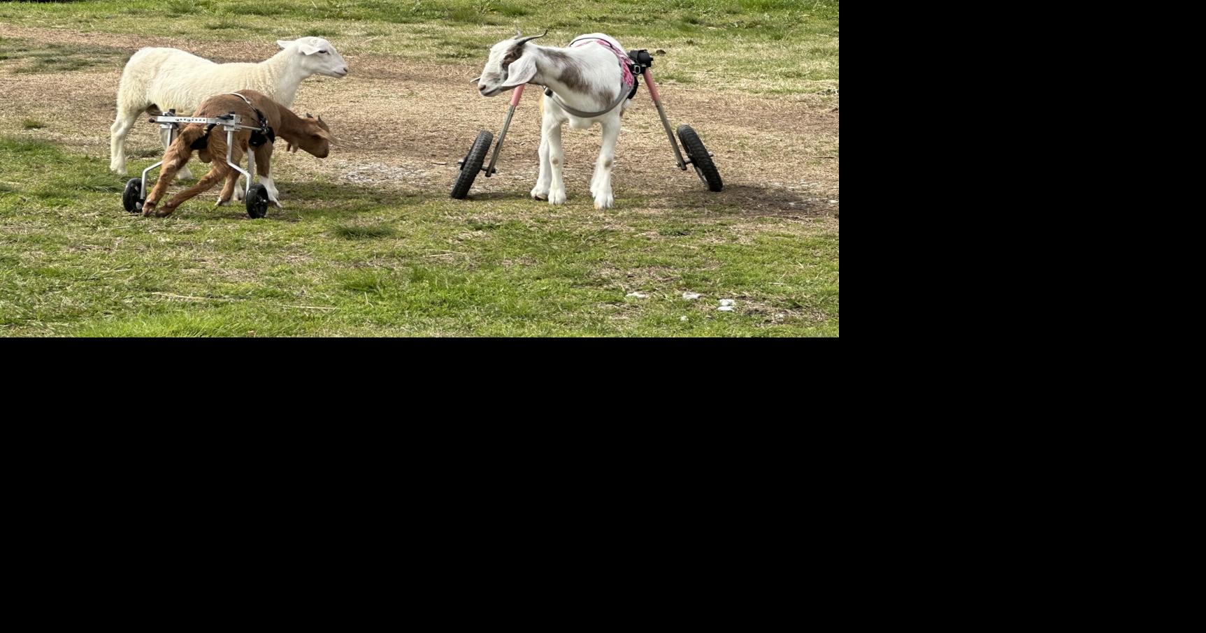 TMMA Farms and Sanctuary seeking help to relocate more than 65 animals to Kentucky