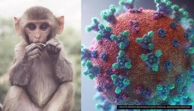 Monkey b virus
