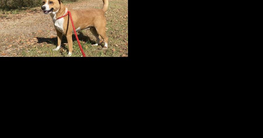 Preparing pets for a busy holiday season - Vimarsana News