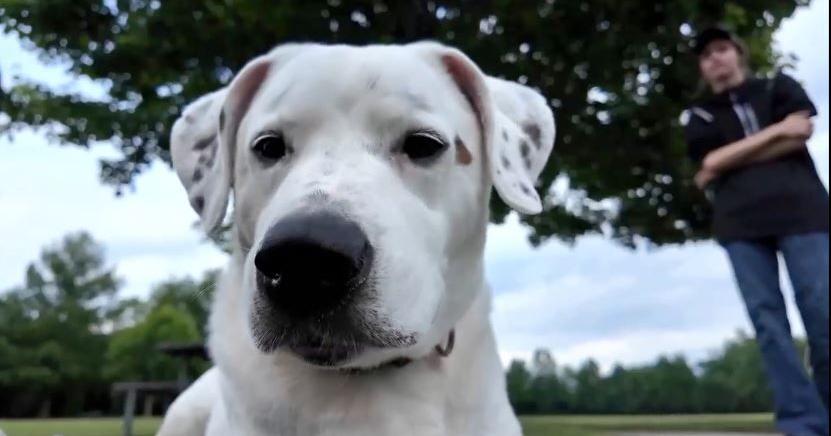 Doggy playdate turns into rescue, reunion mission after dog swept away in floodwaters