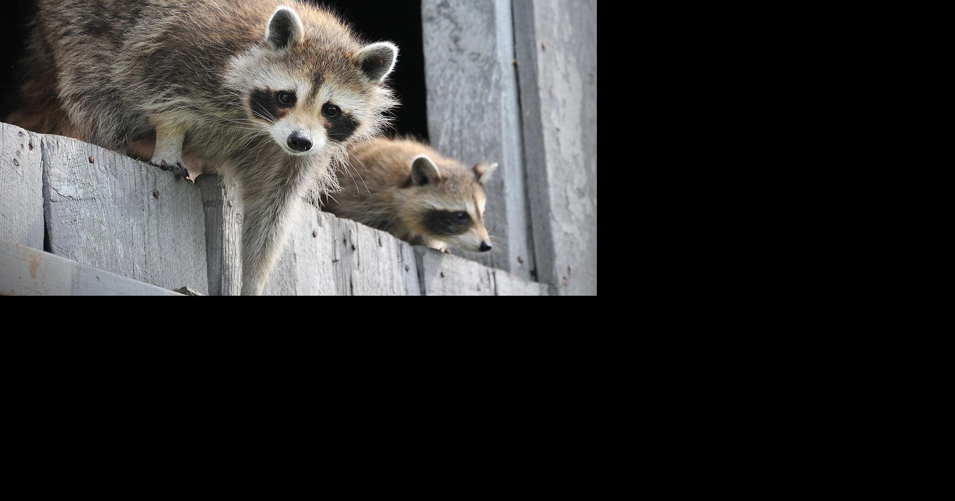 Raccoons have endless buffet of urban trash; new evidence hints it could spark domestication