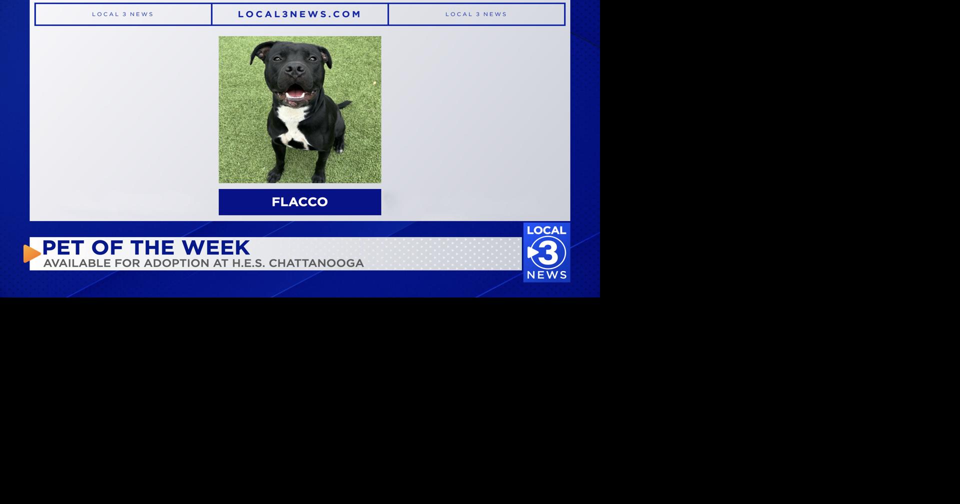 Flacco the dog up for adoption at Humane Educational Society of Chattanooga