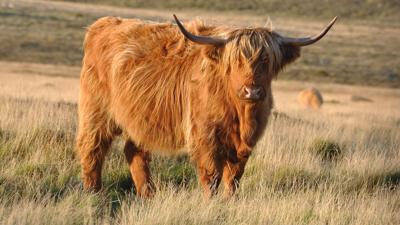 Scottish Highland bull