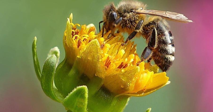 Tennessee proclaims Pollinator Week from June 16 to June 22