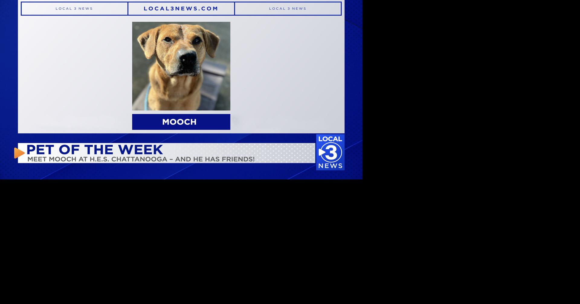 Meet Mooch – HES Pet of the Week | Pet of the Week
