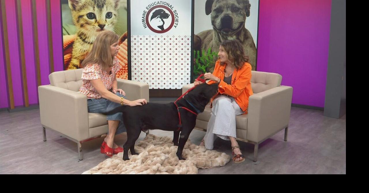 3 Plus Your Pets- Humane Educational Society