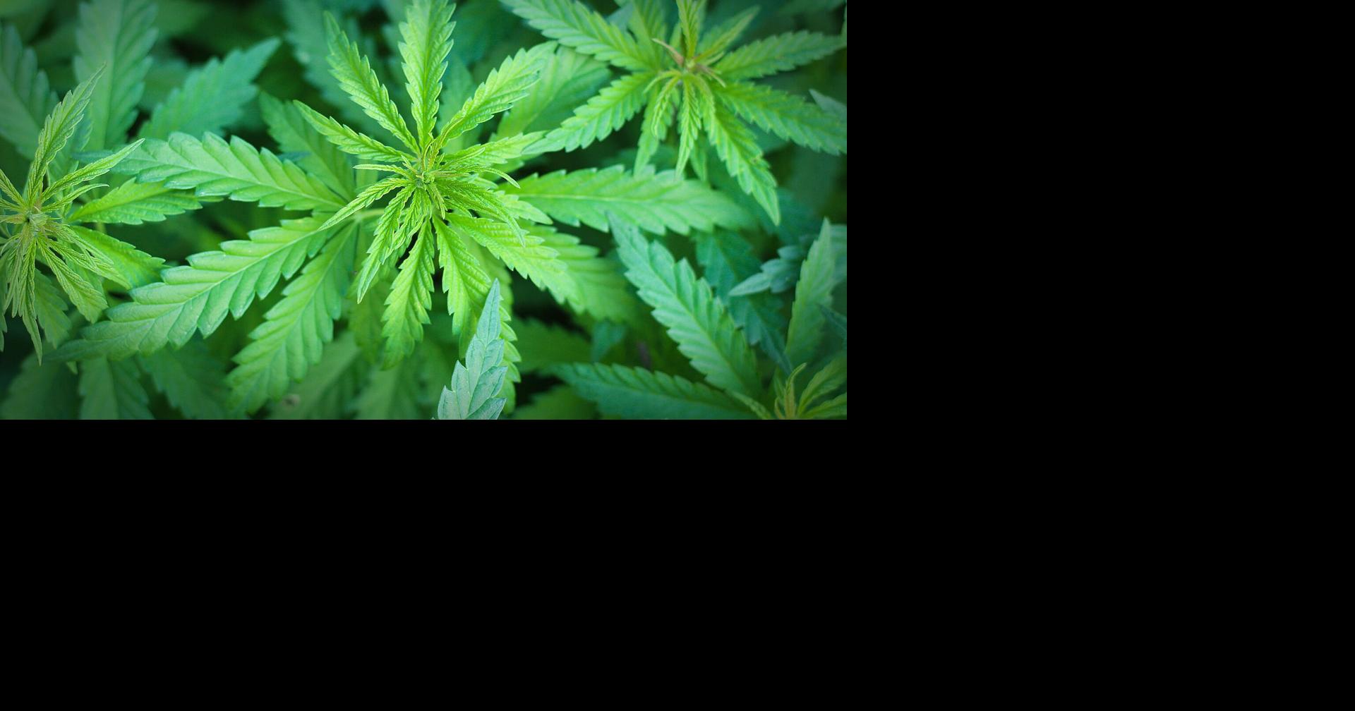 Tennessee takes step toward studying medical marijuana program amid growing support from local shops