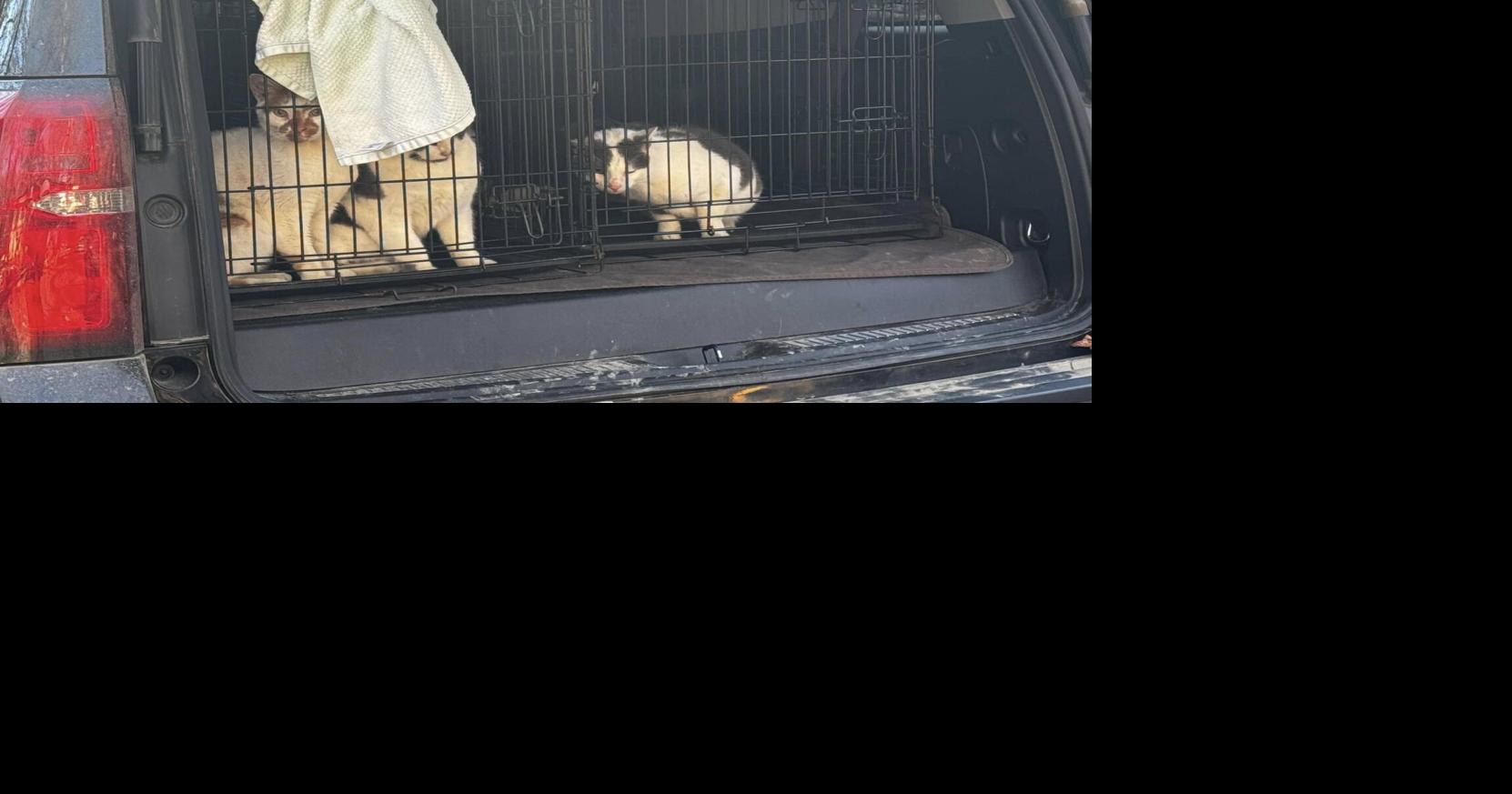 Up to 60 cats rescued by rescue shelter in NC; donations needed | Local ...