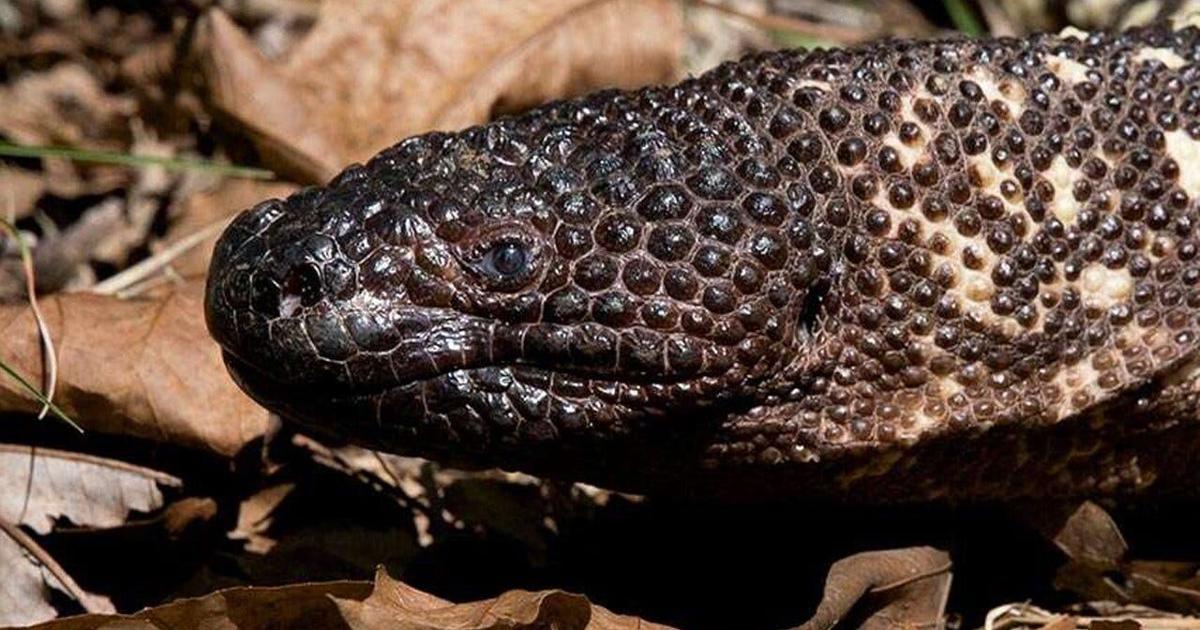 One of the world's rarest reptiles welcomed at the Atlanta Zoo ...