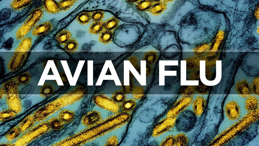 Avian Influenza