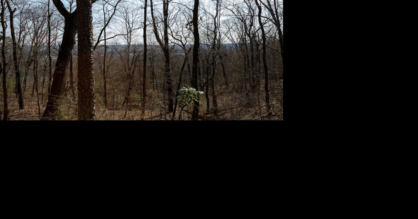 LMC plans to conserve the forest at Hawkins Ridge, St. Elmo | Local ...