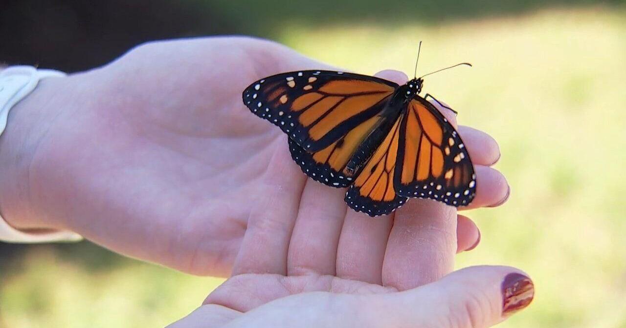 Reflection Riding Arboretum & Nature Center seeks volunteers for Monarch Waystation Volunteer Day - Vimarsana News
