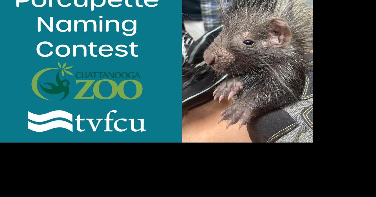 Chattanooga Zoo and TVFCU hosts porcupine naming contest Local News