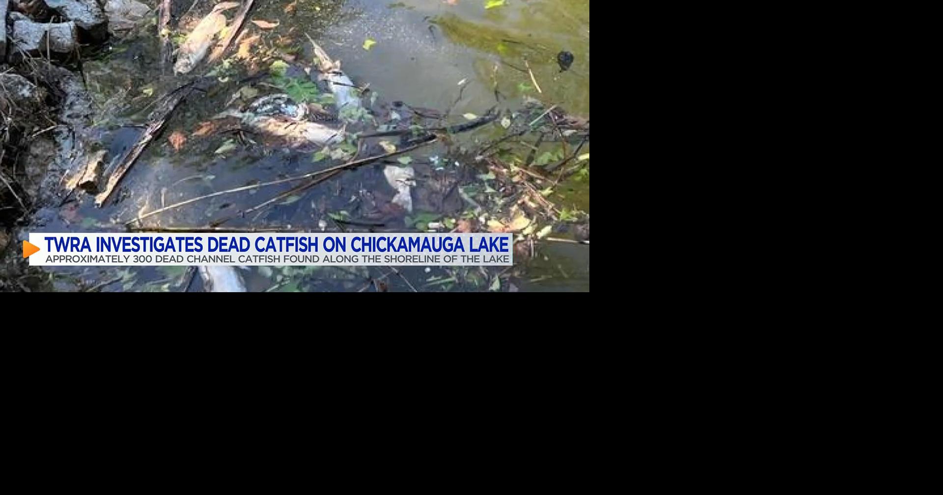 Dead catfish washing up along Chickamauga Lake Local News