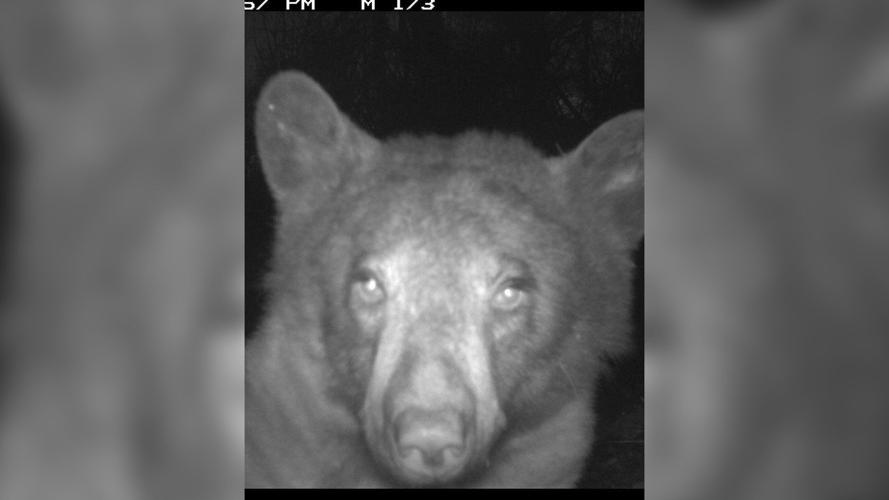 Colorado wildlife camera accidentally captures hundreds of adorable 'bear selfies'