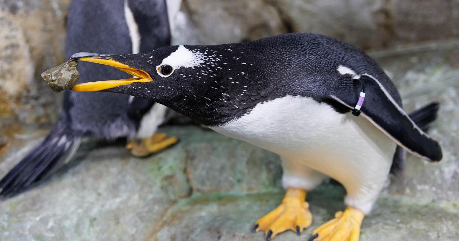 "Rock Day" kicks off penguin nesting season at Tennessee Aquarium - Vimarsana News