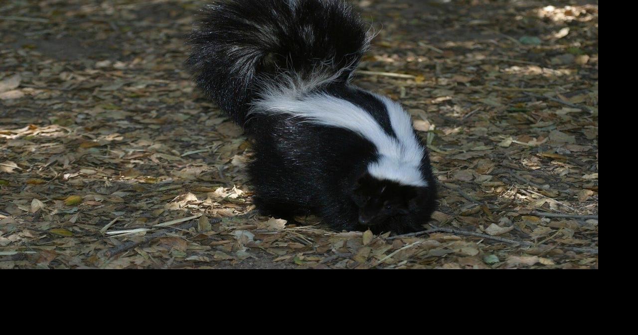 Got skunks in your home? Don't use a smoke bomb What's Trending
