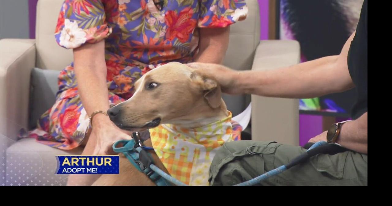 3 Plus Your Pets- Pet Placement Center