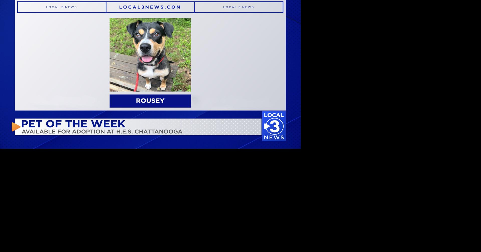 Rousey the dog up for adoption at Humane Educational Society of Chattanooga