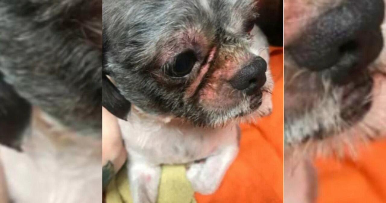 "That should never happen" Former employees of Brainerd Hills Veterinary Hospital speak out - Vimarsana News
