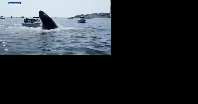 A huge humpback whale breached and hit a boat in Massachusetts - Vimarsana News